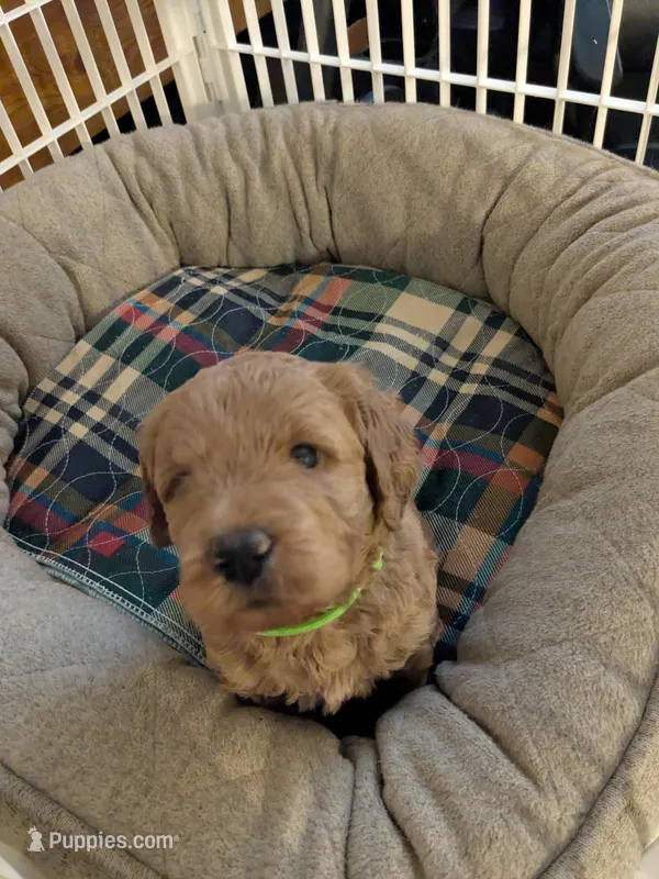 Kirby – Miniature Goldendoodle puppy for sale in Boardman, OH