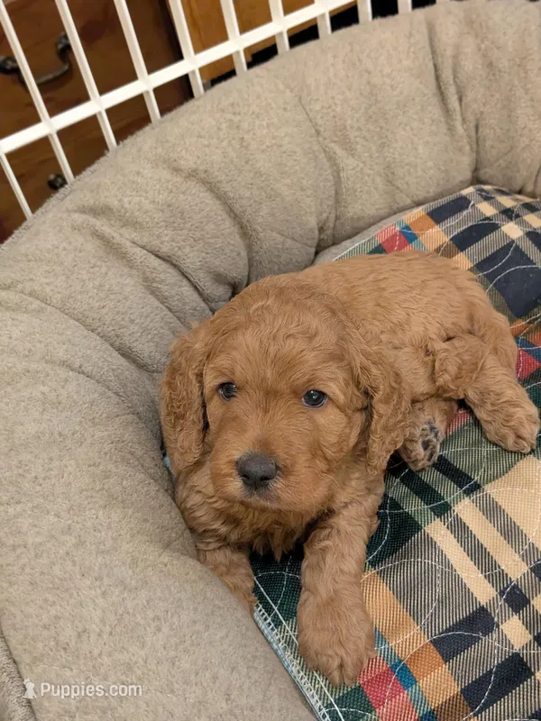 Buster – Miniature Goldendoodle puppy for sale in Boardman, OH