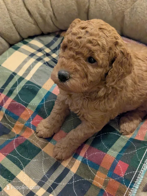 Max – Miniature Goldendoodle puppy for sale in Boardman, OH