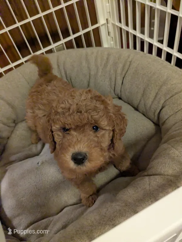 Ralfie – Miniature Goldendoodle puppy for sale in Boardman, OH