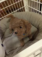 Ralfie, a male Miniature Goldendoodle for sale in Boardman, OH – Photo 2 of 2