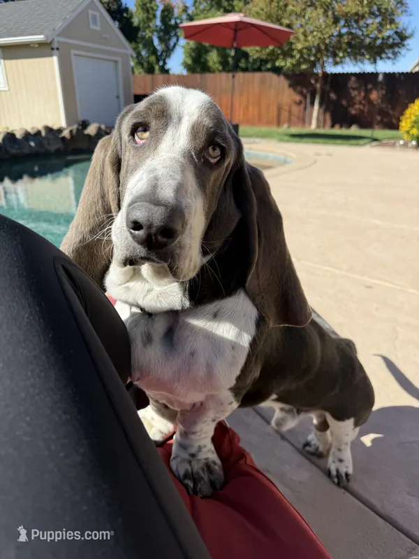 Henry – Basset Hound puppy for sale in Jackson, CA