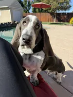 Henry, a male Basset Hound for sale in Jackson, CA – 1 of 4