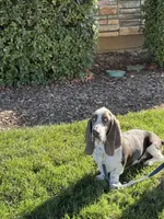 Henry, a male Basset Hound for sale in Jackson, CA – 2 of 4