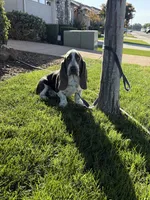 Henry, a male Basset Hound for sale in Jackson, CA – 4 of 4