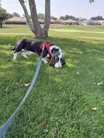 Henry, a male Basset Hound for sale in Jackson, CA – 3 of 4