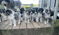 Howie, a male Bernedoodle for sale in Zeeland, MI – 6 of 7