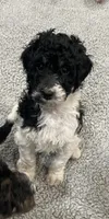 Ida, a female Bernedoodle for sale in Zeeland, MI – 3 of 8