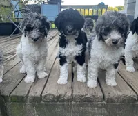 Stella , a female Bernedoodle for sale in Zeeland, MI – 5 of 8