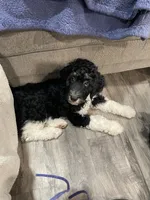Carl , a male Bernedoodle for sale in Zeeland, MI – 3 of 4