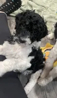 Ida, a female Bernedoodle for sale in Zeeland, MI – 4 of 8