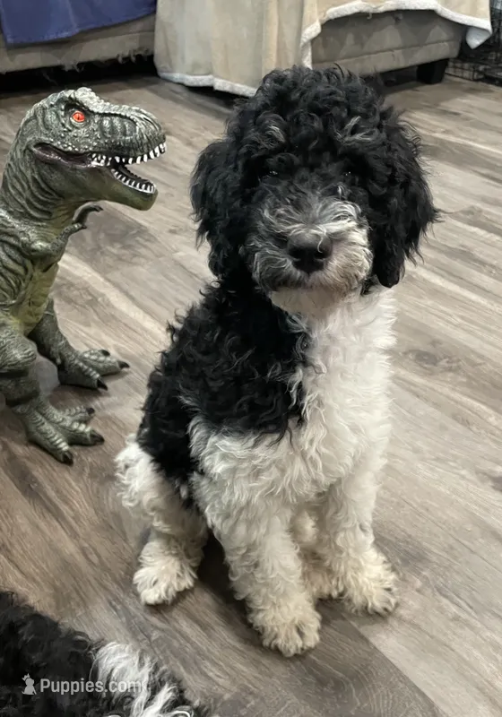 Ida – Bernedoodle puppy for sale in Zeeland, MI