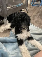 Carl, a male Bernedoodle for sale in Zeeland, MI – 2 of 2
