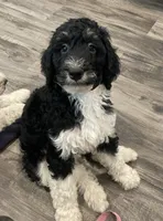 Carl , a male Bernedoodle for sale in Zeeland, MI – 4 of 4