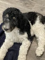 Nora, a female Bernedoodle for sale in Zeeland, MI – 4 of 6