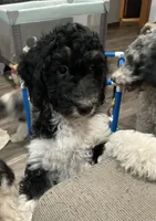Carl , a male Bernedoodle for sale in Zeeland, MI – 1 of 4