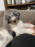 Howie, a male Bernedoodle for sale in Zeeland, MI – 3 of 7