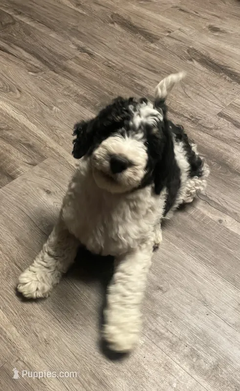 Stanley – Bernedoodle puppy for sale in Zeeland, MI