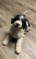 Stanley, a male Bernedoodle for sale in Zeeland, MI – 1 of 8