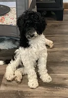 Ida, a female Bernedoodle for sale in Zeeland, MI – 1 of 8