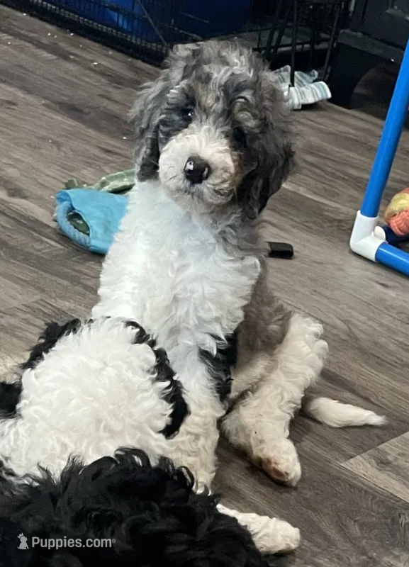 Stella  – Bernedoodle puppy for sale in Zeeland, MI