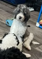 Stella , a female Bernedoodle for sale in Zeeland, MI – 1 of 8