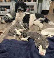 Ida, a female Bernedoodle for sale in Zeeland, MI – 7 of 8