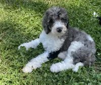 Stella , a female Bernedoodle for sale in Zeeland, MI – 2 of 8