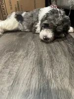 Stella , a female Bernedoodle for sale in Zeeland, MI – 4 of 8