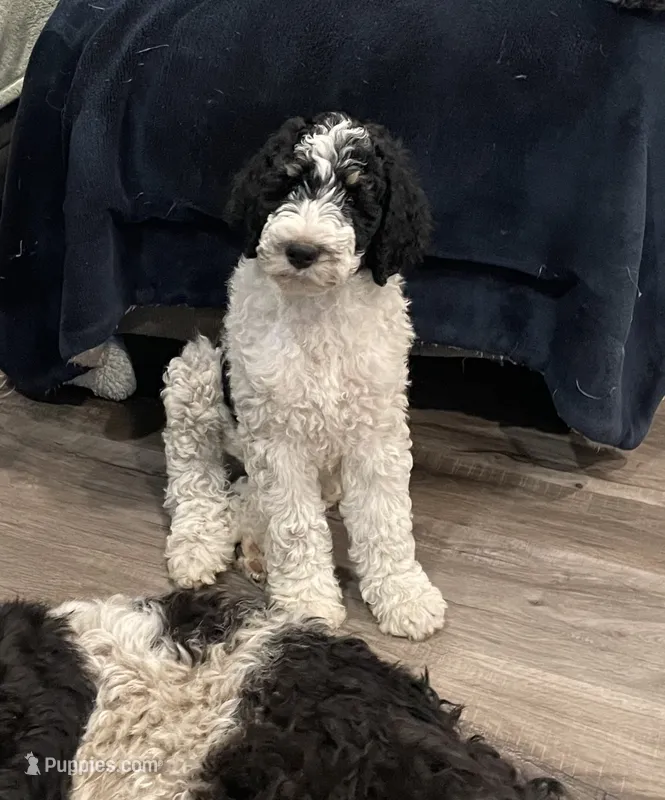 Stanley – Bernedoodle puppy for sale in Zeeland, MI
