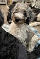 Howie, a male Bernedoodle for sale in Zeeland, MI – 4 of 7