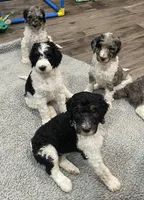 Stanley, a male Bernedoodle for sale in Zeeland, MI – 5 of 8