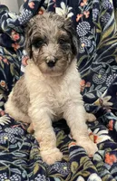 Walter, a male Bernedoodle for sale in Zeeland, MI – 4 of 5