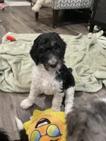 Nora, a female Bernedoodle for sale in Zeeland, MI – 3 of 6