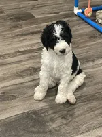 Stanley, a male Bernedoodle for sale in Zeeland, MI – 4 of 8