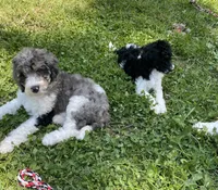 Ida, a female Bernedoodle for sale in Zeeland, MI – 5 of 8