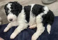 Stanley, a male Bernedoodle for sale in Zeeland, MI – 8 of 8