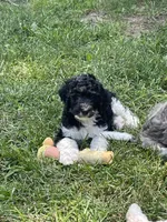 Ida, a female Bernedoodle for sale in Zeeland, MI – 2 of 8