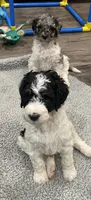 Stanley, a male Bernedoodle for sale in Zeeland, MI – 2 of 8