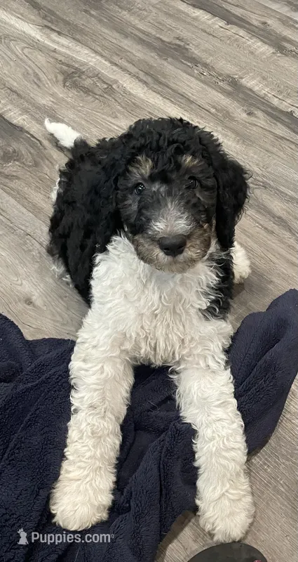 Nora – Bernedoodle puppy for sale in Zeeland, MI