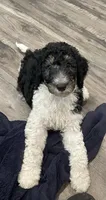 Nora, a female Bernedoodle for sale in Zeeland, MI – 1 of 6