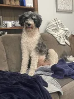 Stanley, a male Bernedoodle for sale in Zeeland, MI – 6 of 8