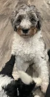 Howie, a male Bernedoodle for sale in Zeeland, MI – 5 of 7