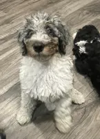 Howie, a male Bernedoodle for sale in Zeeland, MI – 2 of 7
