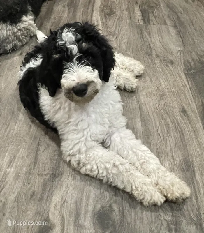 Stanley – Bernedoodle puppy for sale in Zeeland, MI