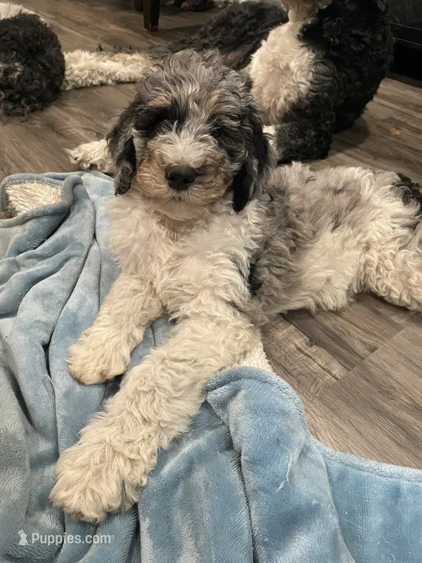 Walter – Bernedoodle puppy for sale in Zeeland, MI