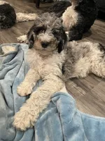 Walter, a male Bernedoodle for sale in Zeeland, MI – 1 of 5