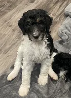 Nora, a female Bernedoodle for sale in Zeeland, MI – 5 of 6