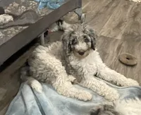 Howie, a male Bernedoodle for sale in Zeeland, MI – 1 of 7