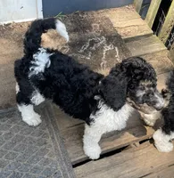Nora, a female Bernedoodle for sale in Zeeland, MI – 2 of 6
